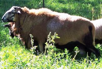 Barbados Blackbelly Sheep: Back From the Brink of Extinction